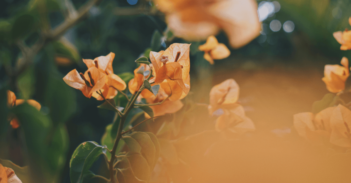 Jak unikać nieostrych lub rozmytych zdjęć